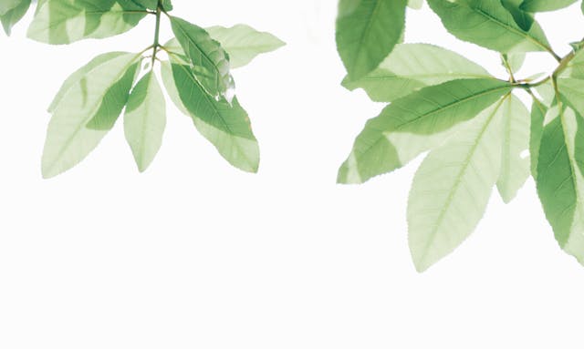 翡翠の効果がすごい？人を選ぶと言われる理由は？