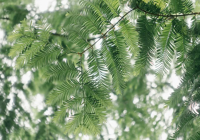 スギライトのスピリチュアルな意味は?効果が強すぎる?