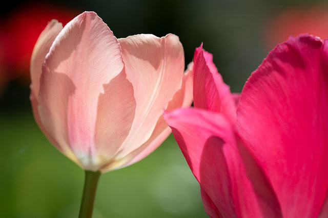 ピンクトルマリンのスピリチュアルな意味と効果は?何月の誕生石?