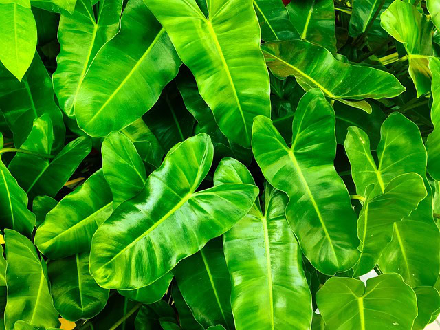 グリーンガーネットに魔除けの効果はある?何月の誕生石?
